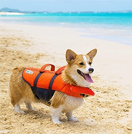 outward hound dog life jacket